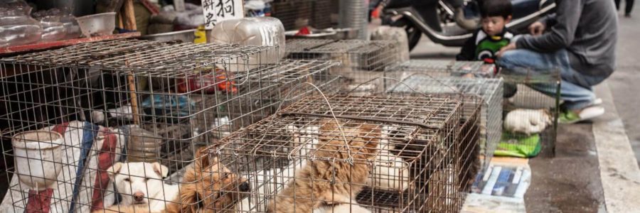 Efecto coronavirus: China declara que los perros y gatos son compañeros y no deben comerse